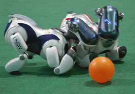 A photograph of two ERS-7 units fighting over an orange ball. One is marked with red and the other is marked with black, signalling that they are from opposing teams.