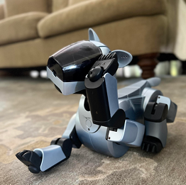 A photograph of a silver ERS-210 unit taking a load off and scratching at its left ear with its forepaw. There is a beige couch in the background.