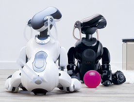 Two ERS-7 units, one black and one white, sitting on a pale hardwood floor with a bright pink ball. They're both staring up at something unseen in the top right corner.