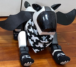 A photograph of Nox, a monochromatic ERS-210, outfitted for halloween. He has black skeleton socks on his paws, a pair of bat wings on his back, and a scarf covered in cartoon ghosts.