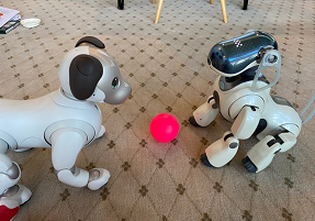 A photograph of an ERS-1000 unit and a ERS-7 unit playing with a pink ball. The ERS-7, seen on the right, is seated while the ERS-1000 on the left is attentively honed in on the toy.