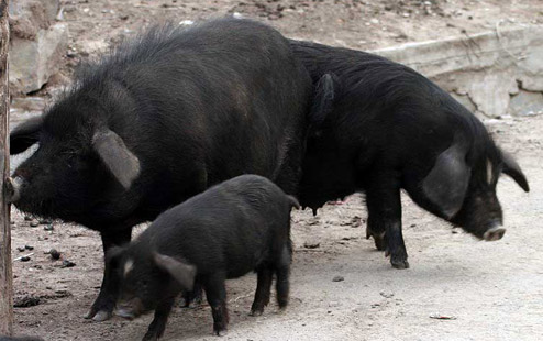An image of two black, fluffy pigs and their piglet. One pig is walking with their piglet towards the left, while the other sniffs the ground to the right.