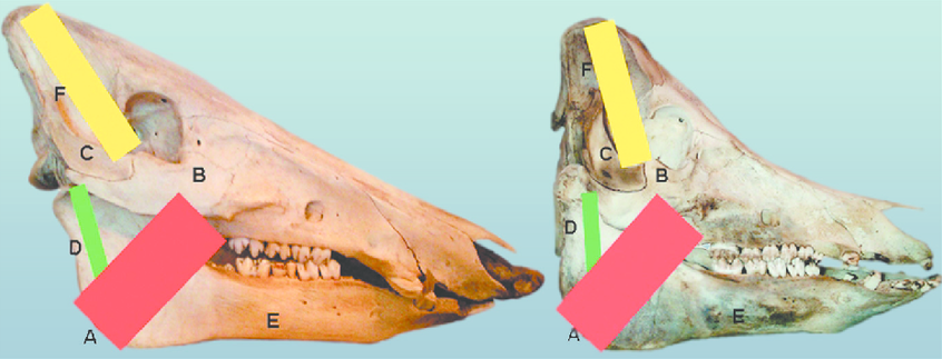 An image depicting the differences between the skull of a domestic pig and the skull of a wild boar. The domestic pig has a shorter skull with a more curved nasal slope.