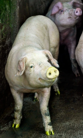 An image of a slender, green-tinged pig. It is standing facing the camera with its head up and a smile on its face.