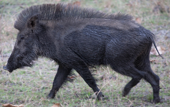 An image of a wild boar, black in colour with a high mohawk running from its head to its tail. It is walking to the left through a grassy plain.