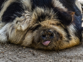 A close-up image of a fluffy tan and black pig. Its ears are floppy and its tongue is sticking out, making it look a little bit like a dog.