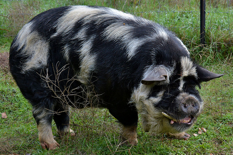 An image of a black and white fluffy pig, round in shape with a short muzzle and protruding tusks. It is standing on grass, facing the right.