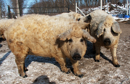 An image of three fluffy golden pigs. Their coats are curly and their noses are very dark, making them look like a cross between a sheep and a dog. Two of them are facing the camera while the third nudges one of them with its snout.