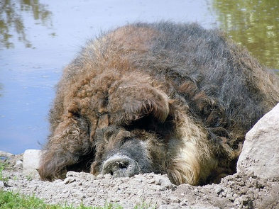 An image of a fluffy, curly-coated pig laying in the dirt against a watery background. Its floppy ears are obscuring its eyes and it is facing the camera.