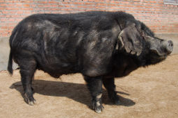 An image of a large, black pig with fan-like ears flopping over its face. It has a muscular build and a small tuft of bristles on the back of its neck.