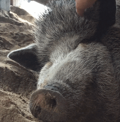 A gif of a grey boar laying on its side and recieving gentle pets to its snout.