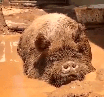 A gif of a very hairy brown pig, laying in mud and twitching its nose.