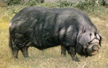 An image of a very large, square-shaped pig with a wrinkly face and a dark grey coat. It is facing the right and walking through a pasture.