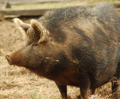 An image of a very round pig, brown in colour with a short tuft of bristles running down its back. It is standing in hay and facing the left.