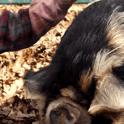 A gif of a fluffy pig being gently pet on the head.