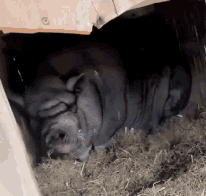 A gif of a very large grey pig stepping towards the camera and munching on hay. As the pig pauses its movement, the camera dramatically zooms in on its snout.