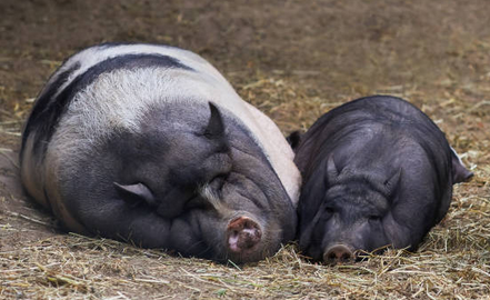 An image of two incredibly fat and round pigs resting in a hay bed. The left pig is white with large, black patches, and the right pig is pure black. They are both facing the camera.