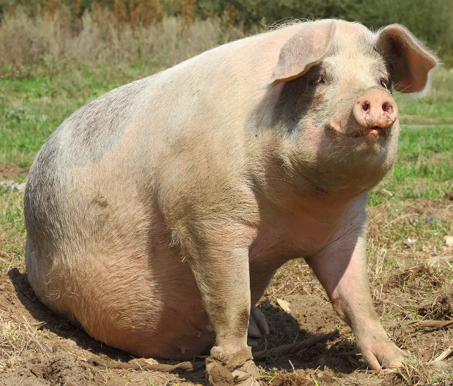An image of a pink pig with floppy ears and a smile on its face. It is seated in a grassy field and facing the right.