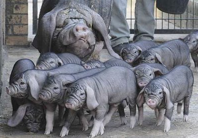 An image of a grey, wrinkly-faced mother pig and her eleven babies. Some of the babies have knee-high white sock patterns. They are all walking to the left, with the mother looking towards the camera.