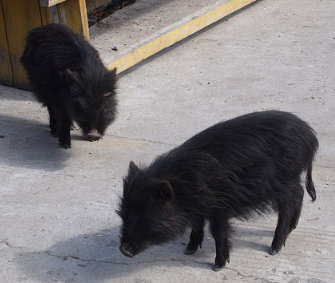 An image of two fluffy black piglets with short, upright ears. They are standing on concrete and sniffing the ground.