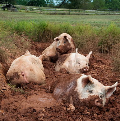 An image of four pink pigs wallowing in the dirt. Two are laying facing the camera, one is sitting and looking to the left, and one is laying facing away from the camera.