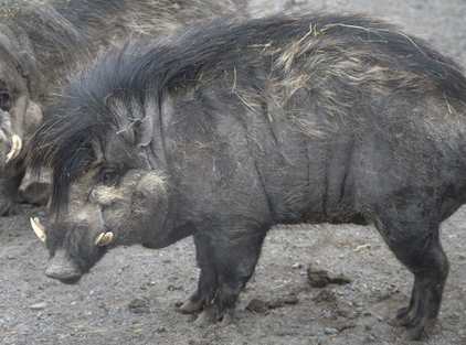 An image of a grey wild pig. It has a long snout with protruding tusks and a dark mohawk that runs from its head to its hindquarters. It is facing the left and standing on muddy terrain.