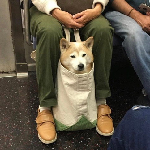 An image of a golden shiba inu sitting patiently in a cloth bag between its owners' legs. They are on some form of public transport together.