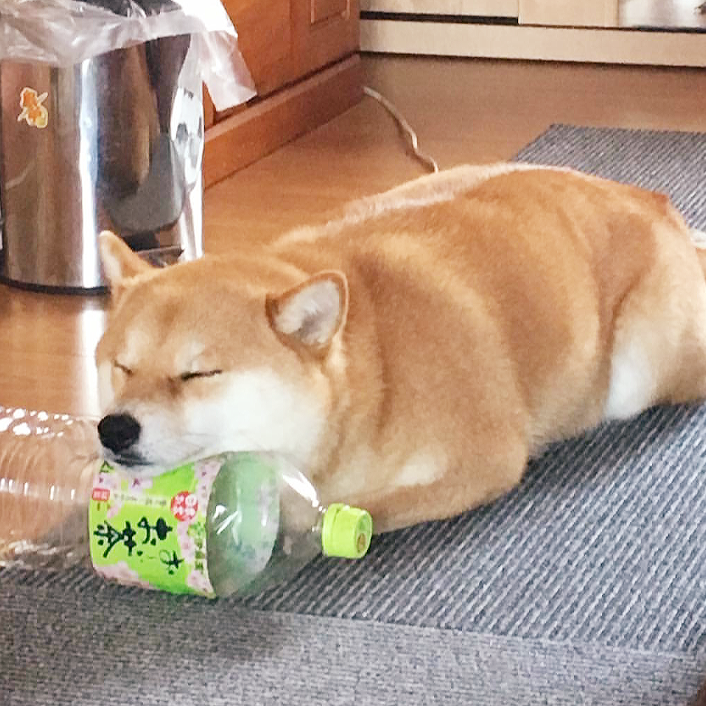 An image of a golden shiba inu laying in a loaf position with its head propped up by a plastic bottle.