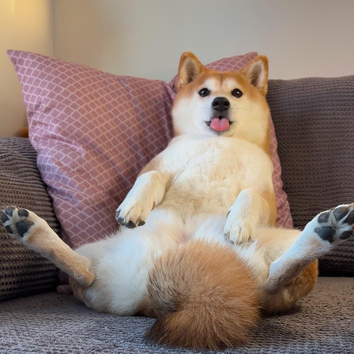 An image of a golden shiba inu laying on its back with its tongue sticking out and its tail obscuring its rear end.