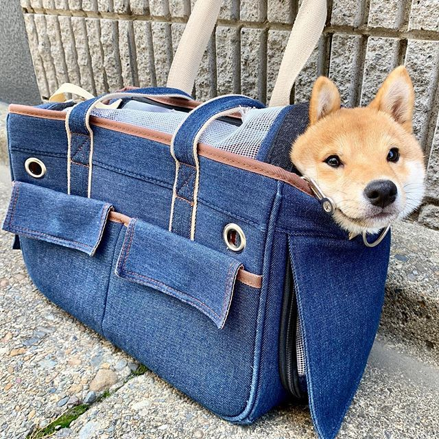 An image of a golden shiba inu puppy tucked into a fashionable jean bag. It seems unconcerned.