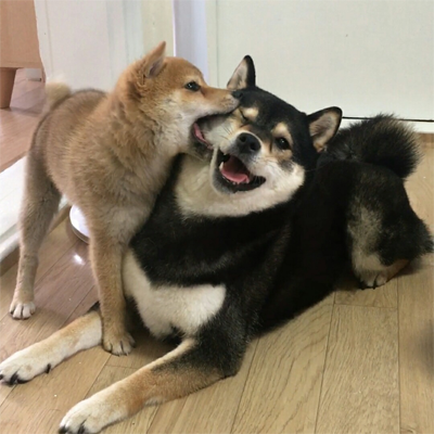 An image of a golden shiba inu puppy gently biting the face of a black and tan shiba inu, who is beaming at the camera.