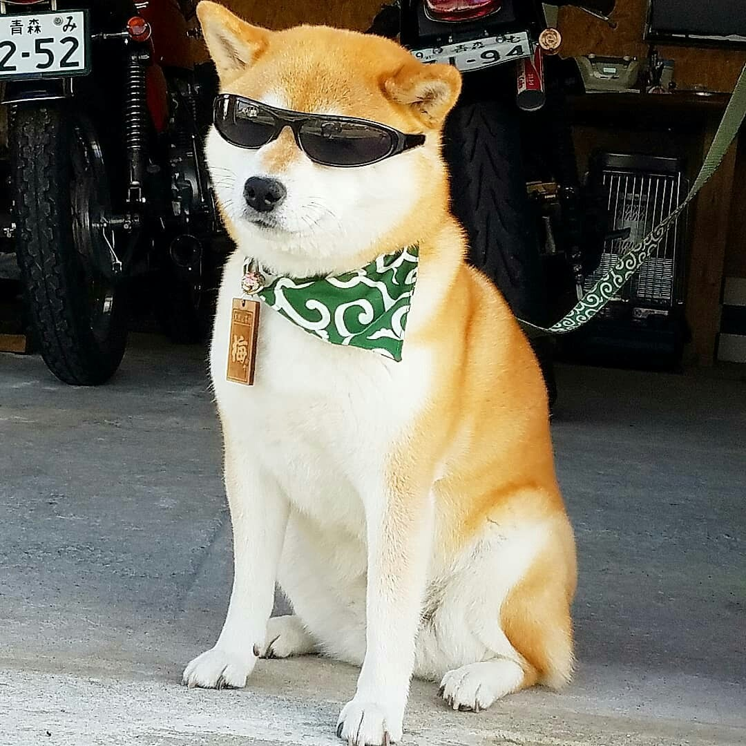 An image of a very cool golden shiba inu wearing sunglasses and a green bandana. It is sitting in the sun by a motorcycle garage.