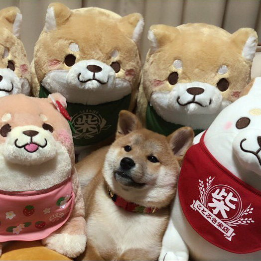 An image of a golden shiba inu puppy surrounded by much larger shiba inu plushies. It looks somewhat concerned.