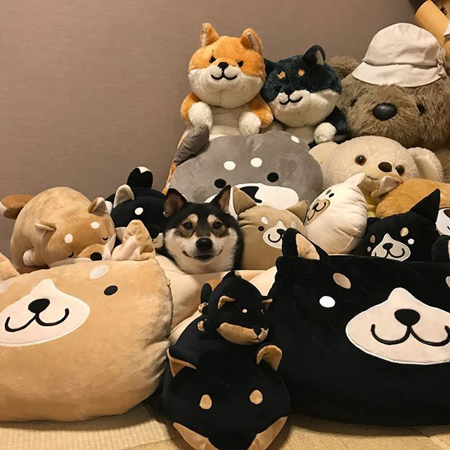 An image of a black and tan shiba inu buried in a pile of shiba inu plushies.