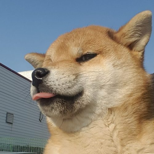 An image of a golden shiba inu puppy peering at the viewer and sticking out its tongue. It looks quite devious.