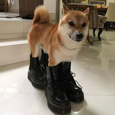 An image of a golden shiba inu wearing two pairs of big black boots. Its ears are pinned back anxiously.