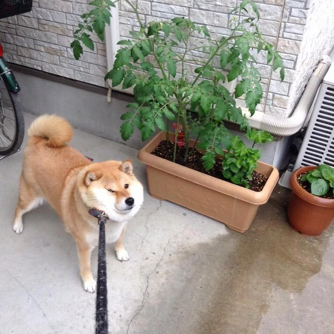 An image of a golden shiba inu on a leash. It is standing with the leash pulled taut and the fat of its cheek pushing into its eye, as if it's fighting its owner to stay still.