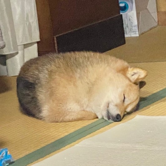 An image of a golden shiba inu curled into a ball. It is so round it looks like a sesame bun.