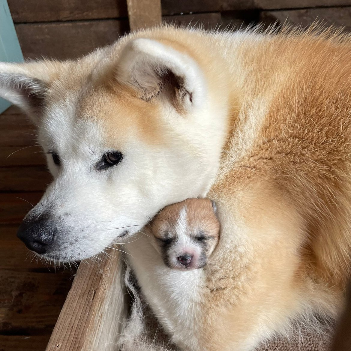 An image of a mother akita inu with her puppy tucked safely into her elbow.