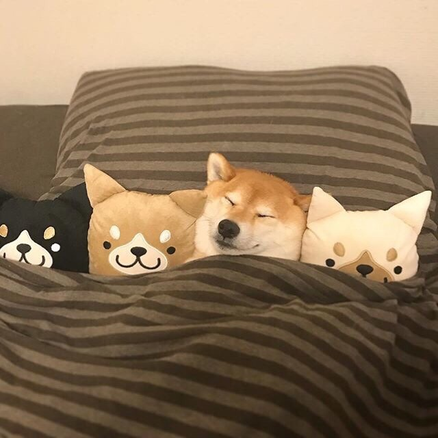 An image of a golden shiba inu tucked into bed alongside some shiba inu cushions. Its eyes are closed as if snoozing peacefully.