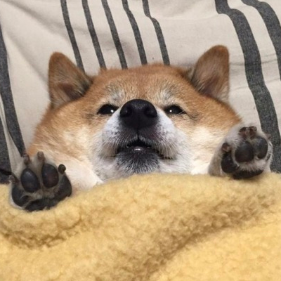 An image of an older golden shiba inu tucked into bed with its pawpads sticking out of the covers. Its expression is decidedly dazed.