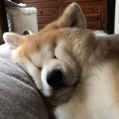 An image of a golden shiba inu leaning on a cushion. Its face is so flabby and fluffy that its cheeks are squashing together, pressing into its eyes.