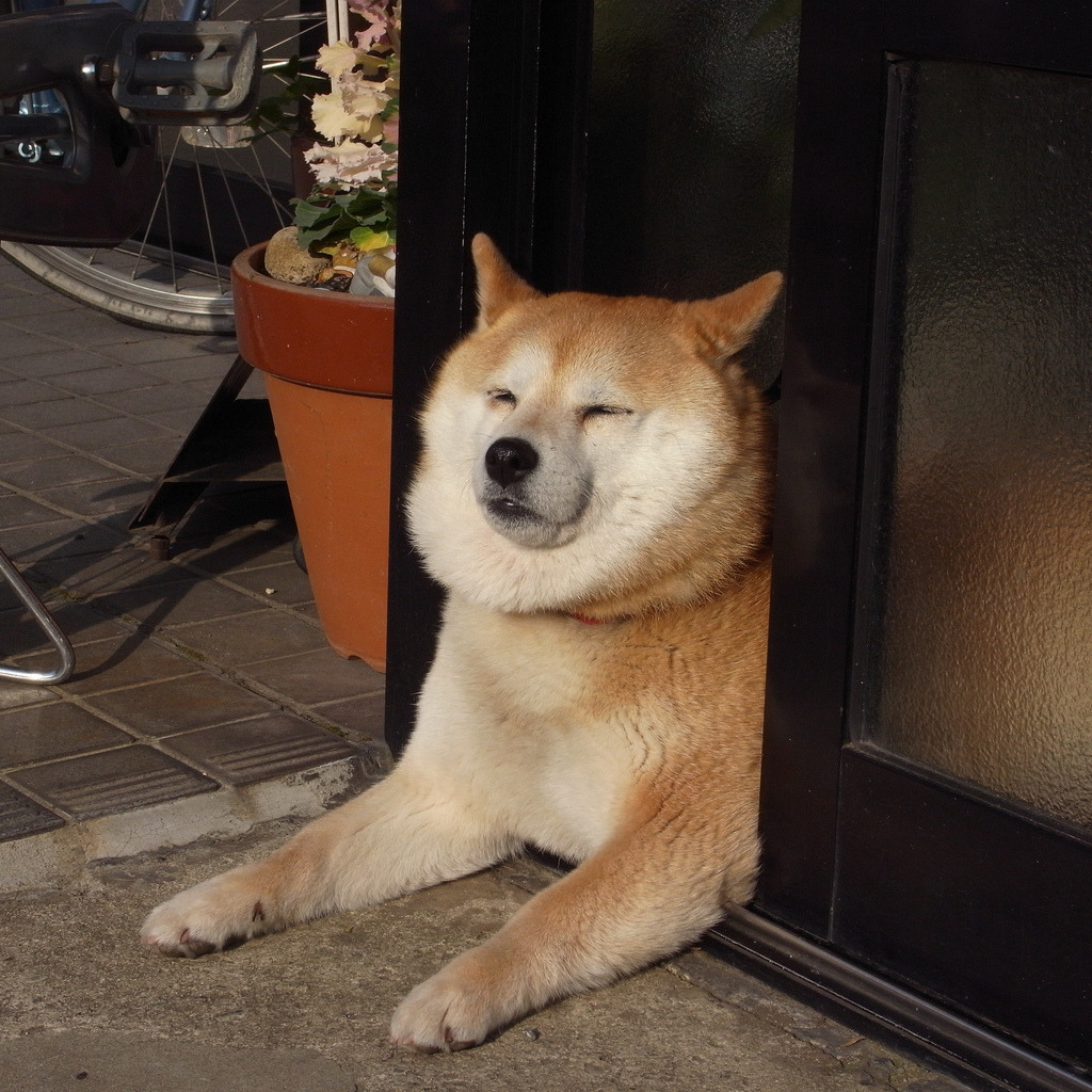 An image of a golden shiba inu with particularly fat cheeks laying halfway out of a front door. Its eyes are closed contently and it looks as if it's sunbathing.