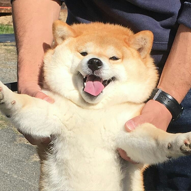 An image of a golden shiba inu being grasped and held up by its armpits. It has a bright smile on its face and is reflecting the sunshine to match.